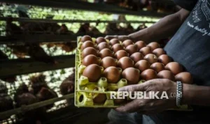Peternak Aksi Mandi Telur Protes Harga Anjlok Kalau Bahan Baku Naik Kenapa Harga Acuan Diturunkan: Sebuah Bentuk Protes Peternak