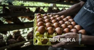 Peternak Aksi Mandi Telur Protes Harga Anjlok Kalau Bahan Baku Naik Kenapa Harga Acuan Diturunkan: Sebuah Bentuk Protes Peternak
