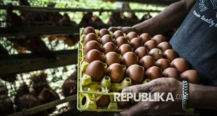 Peternak Mandi Telur Protes Harga Anjlok di Solo: Kenapa Harga Acuan Justru Turun?