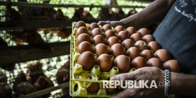 Peternak Mandi Telur Protes Harga Anjlok di Solo: Kenapa Harga Acuan Justru Turun?
