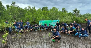 PNM Green Impact Tanam 22.000 Mangrove di 18 Kawasan Pesisir untuk Melestarikan Lingkungan