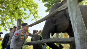 Presiden Prabowo Terbitkan Inpres Penyelamatan Gajah: Mencari Keseimbangan dalam Konservasi