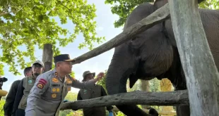 Presiden Prabowo Terbitkan Inpres Penyelamatan Gajah: Mencari Keseimbangan dalam Konservasi