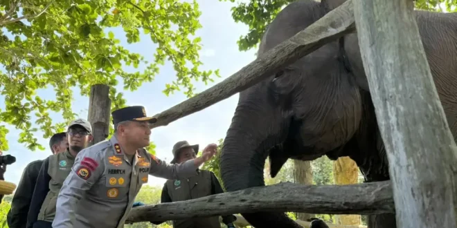 Presiden Prabowo Terbitkan Inpres Penyelamatan Gajah: Mencari Keseimbangan dalam Konservasi