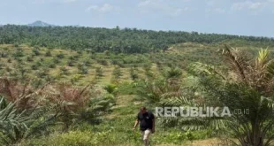 Produktivitas Kebun Sawit Sitaan Belum Optimal Pustaka Alam Beri Saran