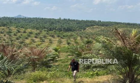 Produktivitas Kebun Sawit Sitaan Belum Optimal Pustaka Alam Beri Saran