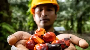 Sawit, Bukan Cuma untuk Biodiesel BPDP Ungkap Riset Tunjukkan Sawit Bisa Tingkatkan Gizi Ibu dan Anak