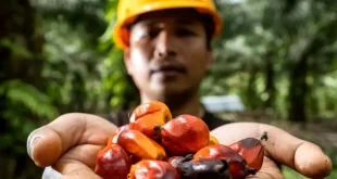 Sawit, Bukan Cuma untuk Biodiesel BPDP Ungkap Riset Tunjukkan Sawit Bisa Tingkatkan Gizi Ibu dan Anak