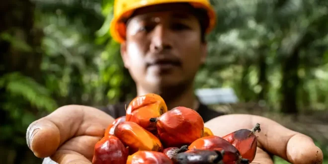 Sawit, Bukan Cuma untuk Biodiesel BPDP Ungkap Riset Tunjukkan Sawit Bisa Tingkatkan Gizi Ibu dan Anak