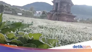 Suhu Ekstrem Dieng Membeku Lagi, Petani Terpuruk oleh Embun Es