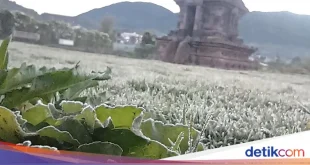 Suhu Ekstrem Dieng Membeku Lagi, Petani Terpuruk oleh Embun Es