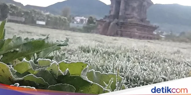 Suhu Ekstrem Dieng Membeku Lagi, Petani Terpuruk oleh Embun Es
