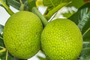 Sukun: Superfood Lokal Indonesia dengan Potensi Besar