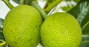 Sukun: Superfood Lokal Indonesia dengan Potensi Besar
