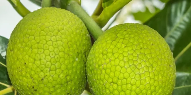 Sukun: Superfood Lokal Indonesia dengan Potensi Besar