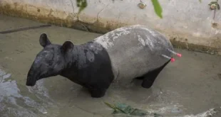Tapir di Mesuji Mati Ditombak Disembelih Warga, BKSDA Bengkulu Beri Imbauan tak Ganggu Satwa Liar