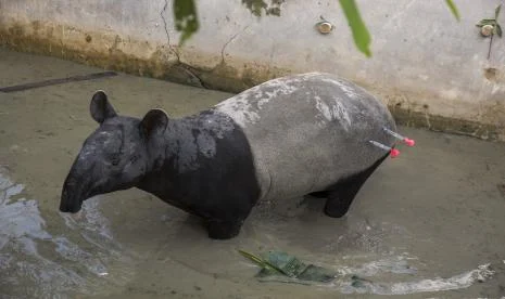 Tapir di Mesuji Mati Ditombak Disembelih Warga, BKSDA Bengkulu Beri Imbauan tak Ganggu Satwa Liar