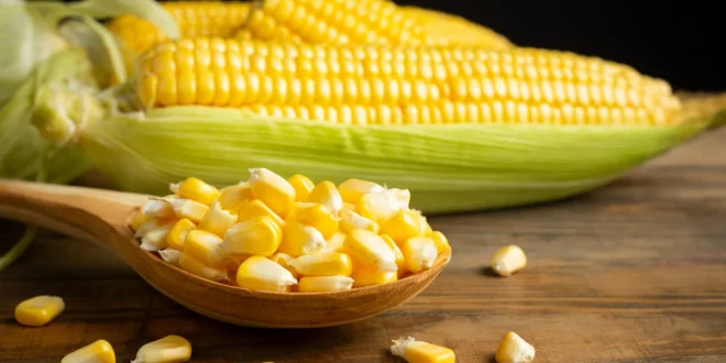 Turunkan Berat Badan dengan Jagung: 5 Keunggulan Jagung untuk Menu Harian