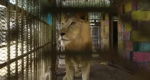 30 Singa dan Harimau Diselamatkan dari Kebun Binatang Terbengkalai: Kisah Penyelamatan Hewan Langka