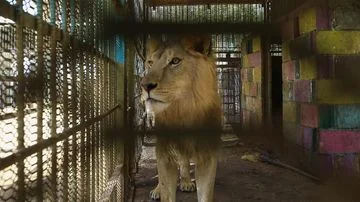 30 Singa dan Harimau Diselamatkan dari Kebun Binatang Terbengkalai: Kisah Penyelamatan Hewan Langka