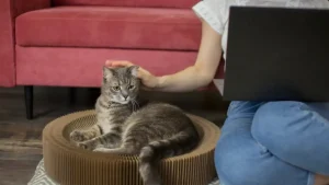 5 Barang di Rumah yang Bisa Mengancam Nyawa Kucing, Jangan Tunggu Lagi!