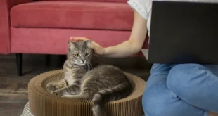 5 Barang di Rumah yang Bisa Mengancam Nyawa Kucing, Jangan Tunggu Lagi!