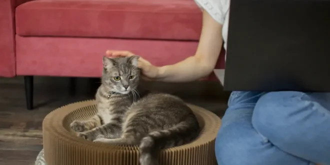 5 Barang di Rumah yang Bisa Mengancam Nyawa Kucing, Jangan Tunggu Lagi!