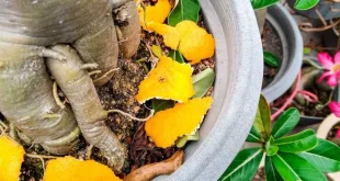 6 Kulit Buah Ini Ternyata Bermanfaat untuk Menyuburkan Tanaman