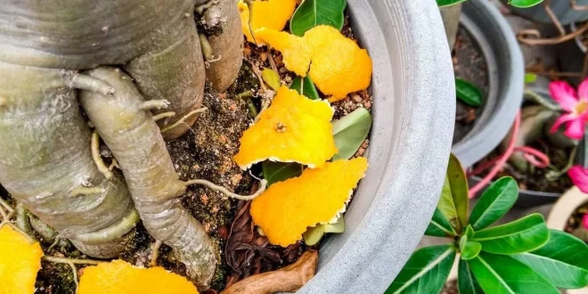 6 Kulit Buah Ini Ternyata Bermanfaat untuk Menyuburkan Tanaman