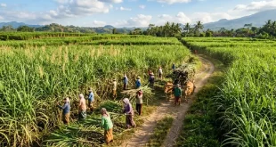 Aturan Kebun Tebu Yang Ketat Membuat Petani Gula Lebih Tegang