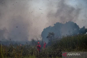 Begini Kondisi Terkini Kebakaran Lahan Menjelang Malam di Arisan Jaya Ogan Ilir: Upaya Pemadaman
