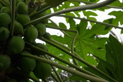 Benarkah Jus Daun Pepaya Sebagai Obat Demam Berdarah? Fakta dan Fakta!