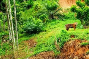 BKSDA Aceh Tangani Kemunculan Harimau Sumatra di Permukiman Warga