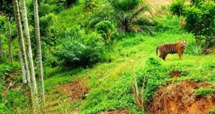 BKSDA Aceh Tangani Kemunculan Harimau Sumatra di Permukiman Warga