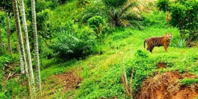 BKSDA Aceh Tangani Kemunculan Harimau Sumatra di Permukiman Warga