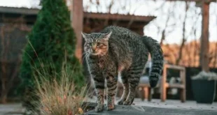 Cegah Kucing Tetangga Boker di Pekarangan Rumah dengan 7 Cara Ampuh