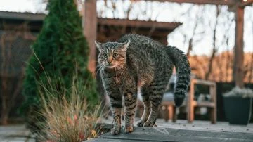 Cegah Kucing Tetangga Boker di Pekarangan Rumah dengan 7 Cara Ampuh