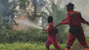 Ditemukan Bibit Sawit di Lokasi Sahroni Tak Percaya Karhutla Riau Karena Puntung Rokok, Benarkah?