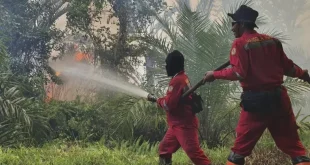 Ditemukan Bibit Sawit di Lokasi Sahroni Tak Percaya Karhutla Riau Karena Puntung Rokok, Benarkah?