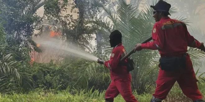 Ditemukan Bibit Sawit di Lokasi Sahroni Tak Percaya Karhutla Riau Karena Puntung Rokok, Benarkah?