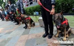 Gaji Anjing K-9 di SCBD Jakarta Mencapai Rp15 Juta melebihi UMR DKI Jakarta, Ini Fakta Menariknya