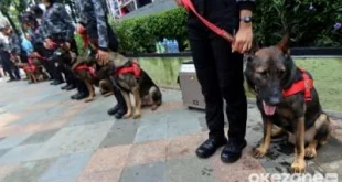 Gaji Anjing K-9 di SCBD Jakarta Mencapai Rp15 Juta melebihi UMR DKI Jakarta, Ini Fakta Menariknya