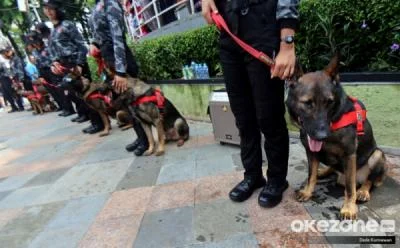 Gaji Anjing K-9 di SCBD Jakarta Mencapai Rp15 Juta melebihi UMR DKI Jakarta, Ini Fakta Menariknya