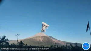 Gunung Lewotobi Alami Erupsi Semburkan Kolom Abu Sampai 1 000 Meter, Masyarakat Diminta Waspada