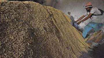 Harga Beras Premium Melonjak, BPS Catat Harga Beras Premium di Penggilingan Melonjak 10 Persen