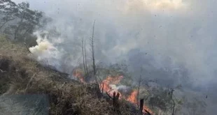 Hutan Bromo Terbakar: Tiga Akses Wisata Ditutup Sementara