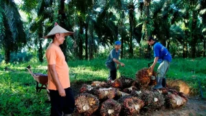 Indonesia Siap Menentukan Harga Komoditas Dunia, Tak Hanya Jadi Penghasil Prabowo Targetkan Indonesia Ikut Tentukan Harga Komoditas Dunia