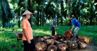 Indonesia Siap Menentukan Harga Komoditas Dunia, Tak Hanya Jadi Penghasil Prabowo Targetkan Indonesia Ikut Tentukan Harga Komoditas Dunia
