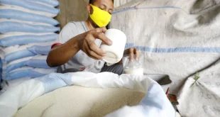 Integrasi Kebun Tebu dan Gula Rafinasi: Membangun Indonesia yang Kuat