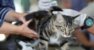Jaksel Sterilisasi 441 Ekor Kucing Selama Juli untuk Tekan Populasi
